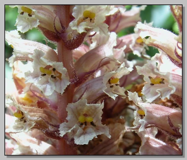 Orobanche sp.?